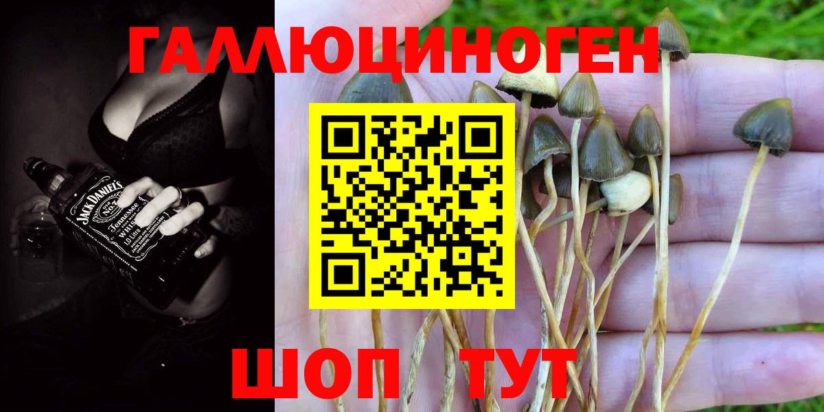 Псилоцибиновые грибы Cubensis Партизанск